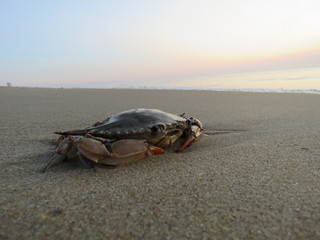 Blue Crab