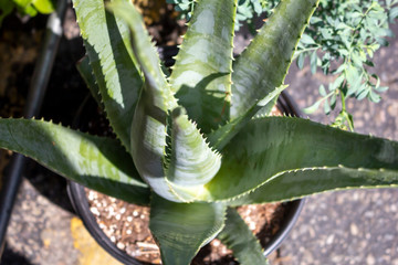 Looking down at an aloe vera potted plant.
