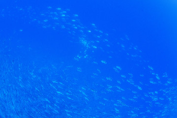 パラオ_ペリリュー_スキューバダイビング