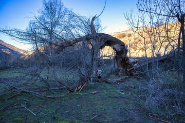Fototapeta na wymiar dry tree trunks on the Guadalfeo river