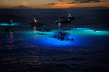 Nighttime Manta Ray Viewing off Hawaii's Kona Coast - obrazy, fototapety, plakaty