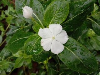 Gardenia flower  is a shrub about 1-2 meters high, branching very branches. Stems slender, conical, lanceolate, lanceolate, and lanceolate. The leaves are rounded green. Single white flowers axillary 