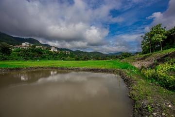 The blurry nature background of pine trees, which grow on the edge of the green fields, surrounded by mountains, clear skies, blurred winds, cool weather during an adventurous journey.