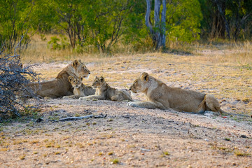 Two lionesses with two cubs laying down resting