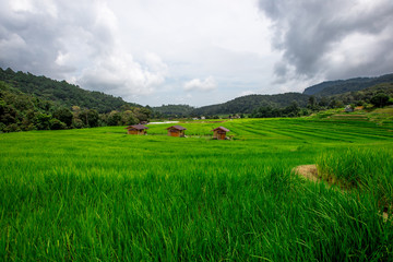Close-up nature background of green fields, atmosphere surrounded by trees, mountains, clear sky, blurred winds, cool weather during adventurous travel