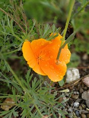 ARIMG1809_Orange California Wildflowers close-up, dew drops, blurred background