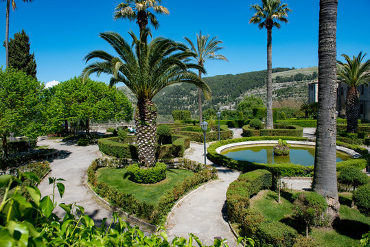 Palms growing in Ragusa on the Italian island of Sicily