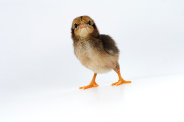 little black chicken isolated on white background,Chicks just born.