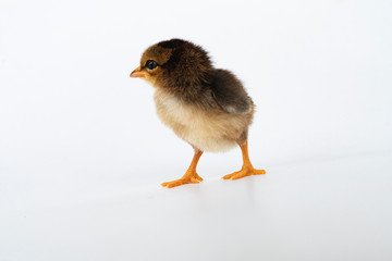 little black chicken isolated on white background,Chicks just born.