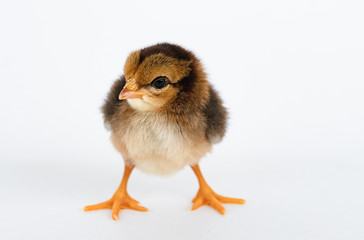 little black chicken isolated on white background,Chicks just born.