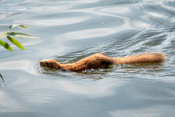 Unusual squirrel swims in the pond.