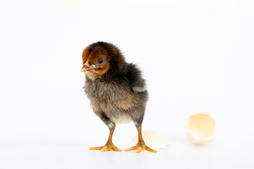 little black chicken isolated on white background,Chicks just born.