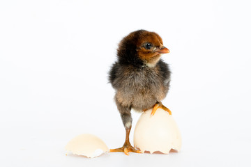little black chicken isolated on white background,Chicks just born.