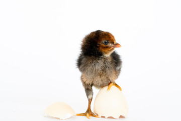 little black chicken isolated on white background,Chicks just born.