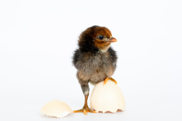 little black chicken isolated on white background,Chicks just born.