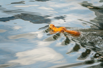 Unusual squirrel swims in the pond.