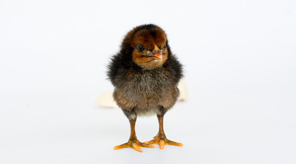 little black chicken isolated on white background,Chicks just born.
