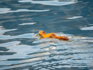 Unusual squirrel swims in the pond.