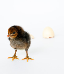 little black chicken isolated on white background,Chicks just born.