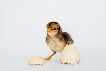 little black chicken isolated on white background,Chicks just born.