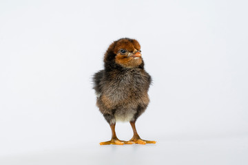 little black chicken isolated on white background,Chicks just born.