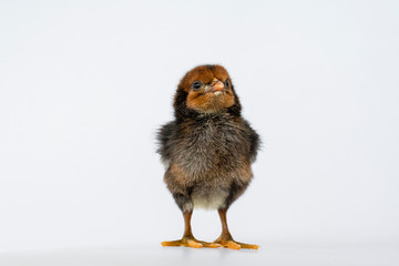 Obraz premium little black chicken isolated on white background,Chicks just born.