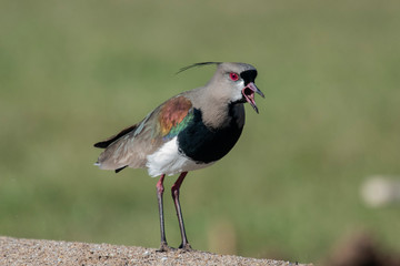 Tero