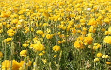 Mega Bloom Wildflower fields 
