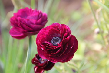 California Mega Bloom  
