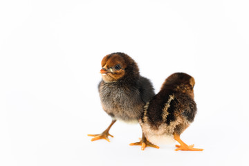 Fototapeta premium little black chicken isolated on white background,Chicks just born.