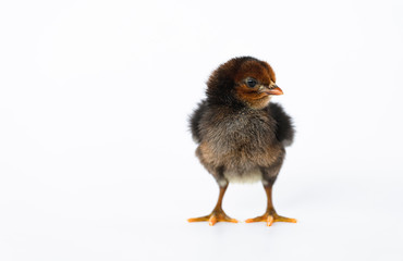 little black chicken isolated on white background,Chicks just born.