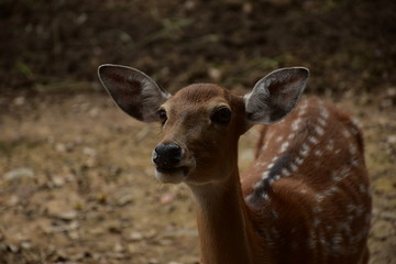 a dear in the zoo  with dear skin texture 