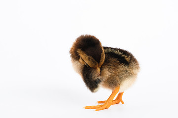 little black chicken isolated on white background,Chicks just born.