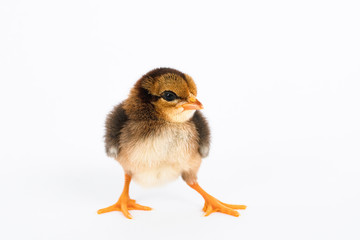 little black chicken isolated on white background,Chicks just born.