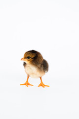little black chicken isolated on white background,Chicks just born.