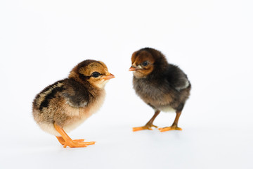 little black chicken isolated on white background,Chicks just born.