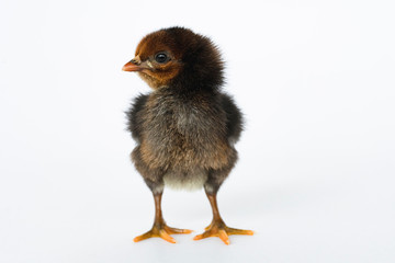 little black chicken isolated on white background,Chicks just born.