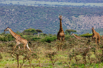 Surprised Giraffes