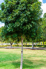 Trees in a Park on a Sunny Day