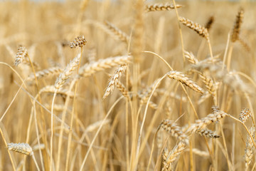 Rural scenery. Background of ripening ears of wheat field. Crops field. Selective focus. Field landscape.