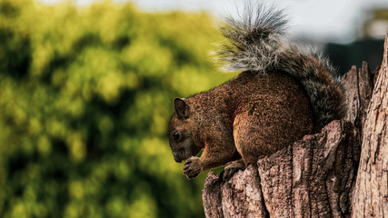 squirrel on tree