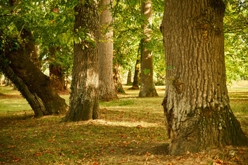 Sous les arbres d’automne