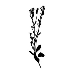 Silhouette of a plant branch. Vector monochrome floral illustration of herbs isolated on white background
