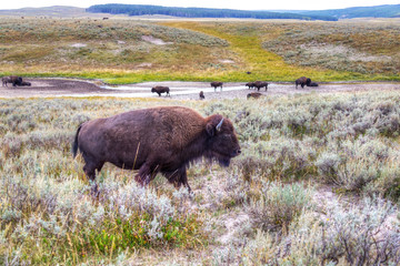 Herd of Bisons Grazing at Yellowstone National Park
