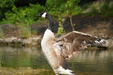 Bird flapping its wings