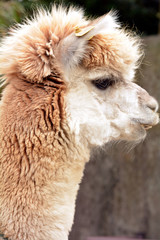 Obraz premium アルパカの横顔