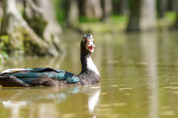 Duck in water