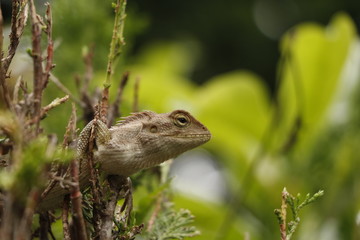 Fototapeta premium トカゲ