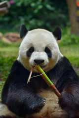 Obraz premium Giant panda