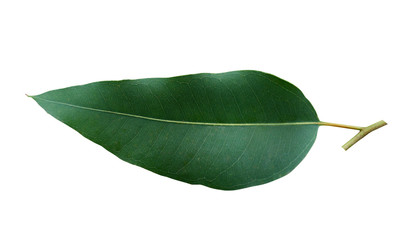 Close up eucalyptus leaves on white clipping path Isolated.
